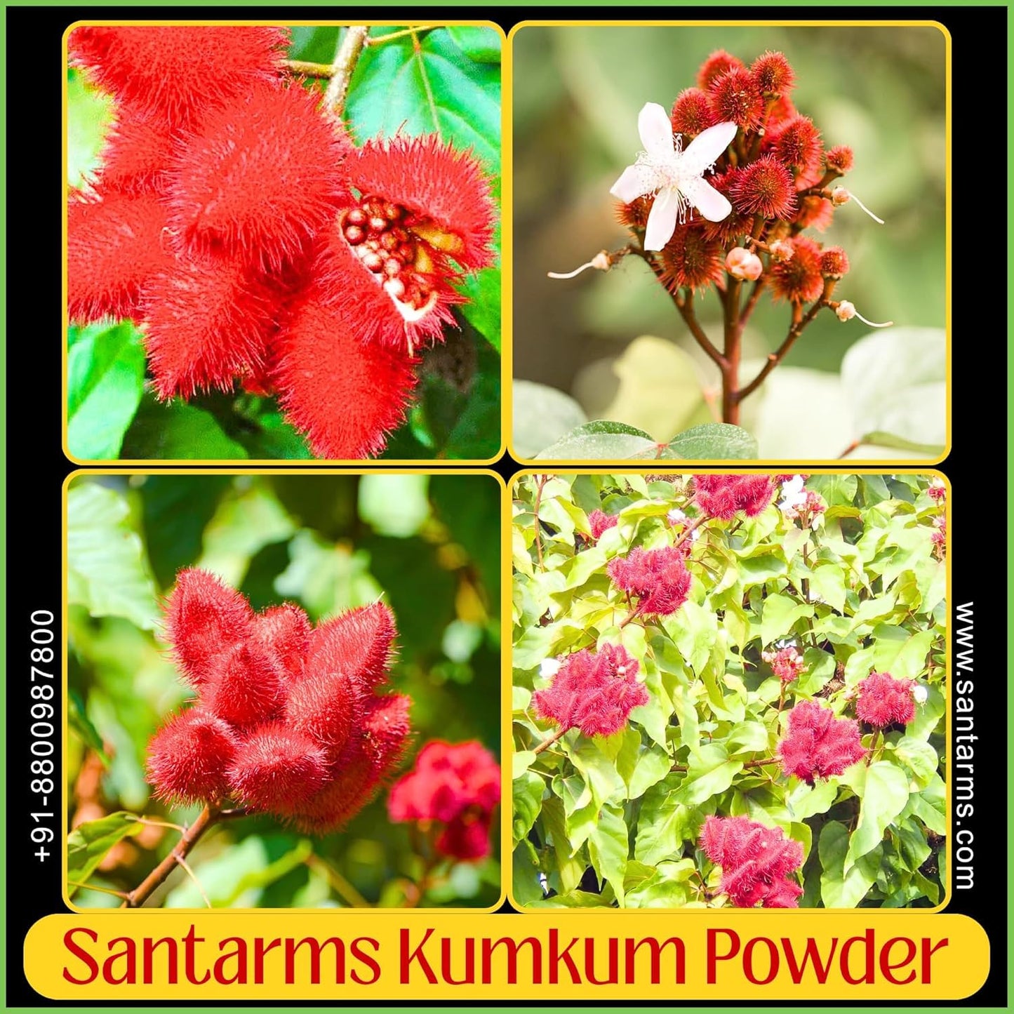 Santarms Orange and Red Sindoor Powder for Women, Organic Natural Laal and Hanuman Ji Pila Kumkum for Pooja Use, Shringar & Rituals - 50gm Each (100gm)