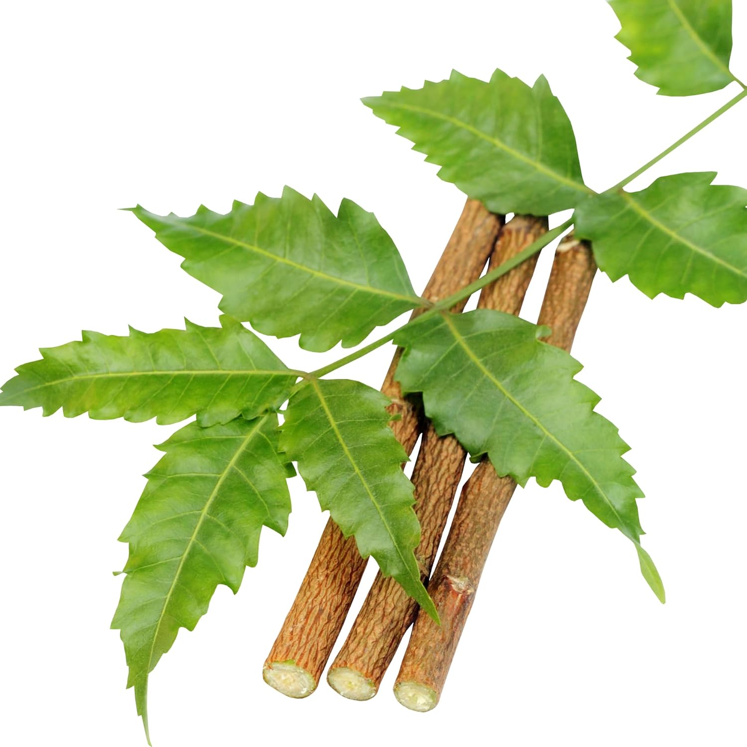 Santarms Natural Organic Neem Datun Fresh Quality Sticks For Healthy Teeth Ayurvedic Toothbrush Alternative Nim Tree Chew Sticks For Effective Brushing And Bad Breath Removal (25 Sticks)