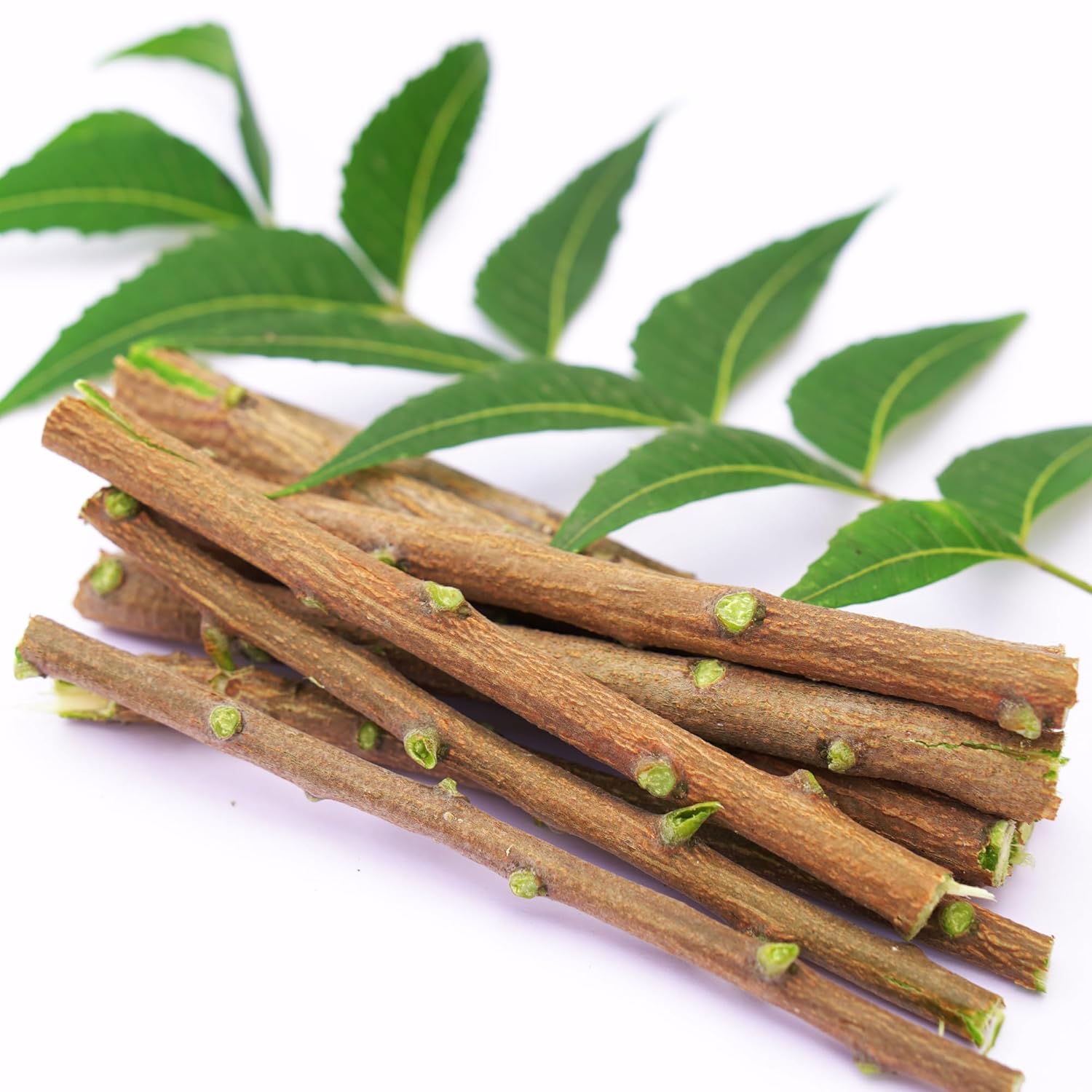 Santarms Ayurvedic Natural Organic Neem Datun Toothbrush Nim Tree Twigs Chew Sticks For Brushing Teeth Removes Bad Breath, Relieve Tooth Ache Teeth. Fresh Seed (Pack Of 25 Pieces)