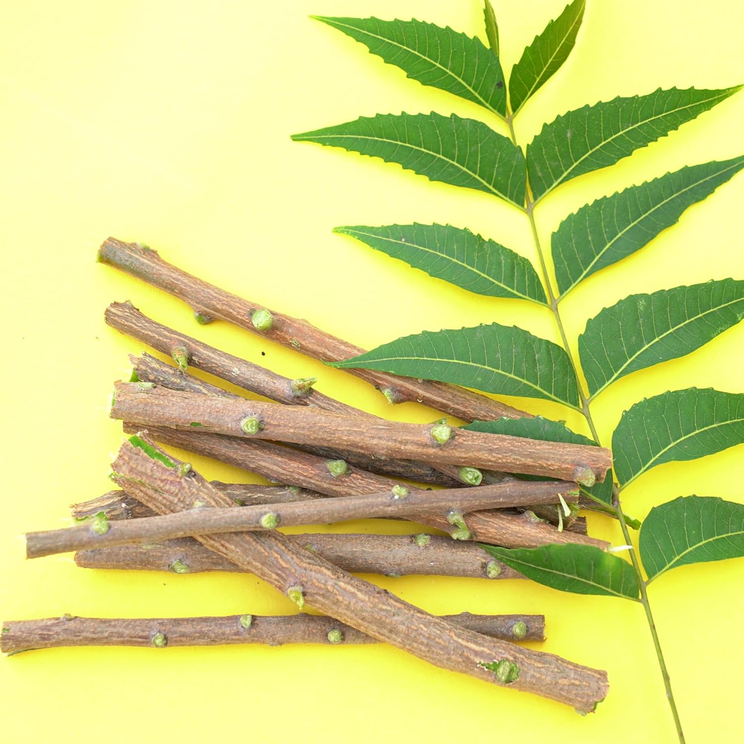 Santarms Natural Organic Neem Datun Fresh Quality Sticks For Healthy Teeth Ayurvedic Toothbrush Alternative Nim Tree Chew Sticks For Effective Brushing And Bad Breath Removal (25 Sticks)