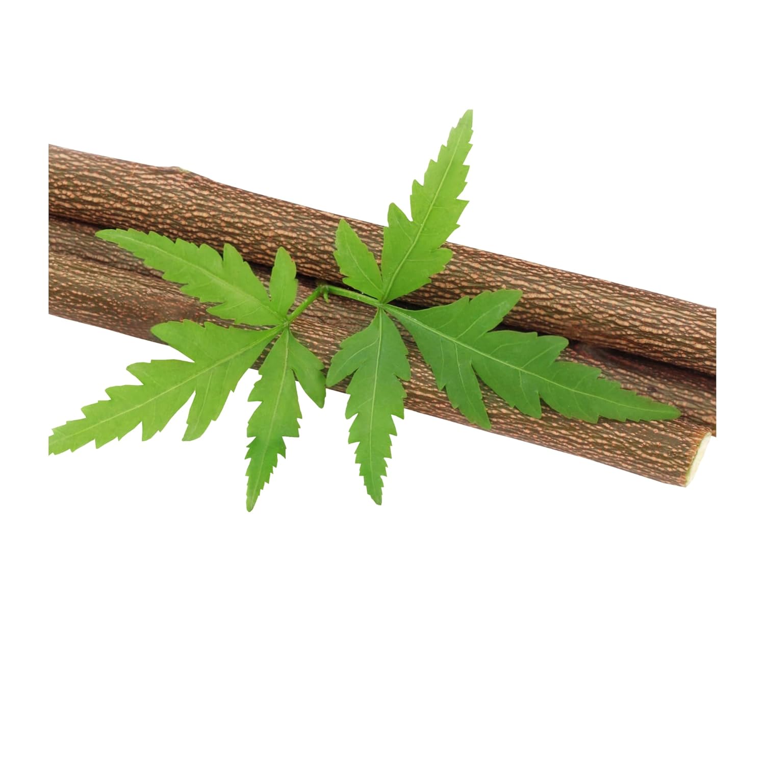 Santarms Natural Organic Neem Datun Fresh Quality Sticks For Healthy Teeth Ayurvedic Toothbrush Alternative Nim Tree Chew Sticks For Effective Brushing And Bad Breath Removal (25 Sticks)